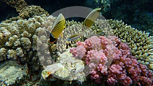 Blacktail butterflyfish or black-tailed butterflyfish or exquisite butterflyfish Chaetodon austriacus undersea, Red Sea