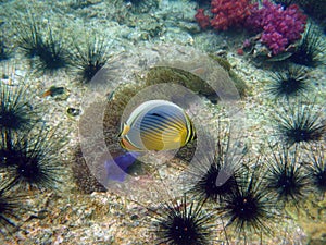 Blacktail butterflyfish on the coral reef of Thailand