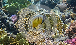 Blacktail butterflyfish or exquisite butterflyfish (Chaetodon austriacus) undersea with beautiful colorful reef.