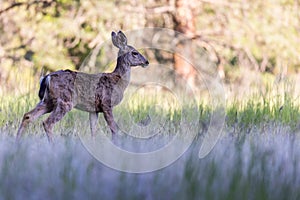 Blacktail deer baby in Oregon