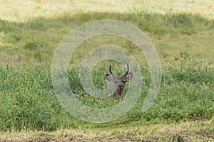 Blacktail Deer Buck