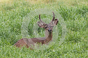 Blacktail Deer Buck Bedded
