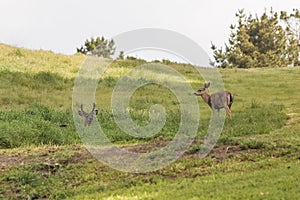 Blacktail Deer