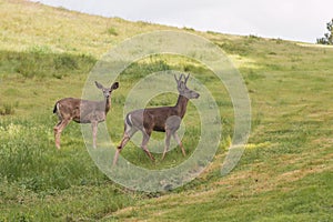 Blacktail Deer Buck with Doe