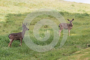 Blacktail Deer Buck and Doe in Field