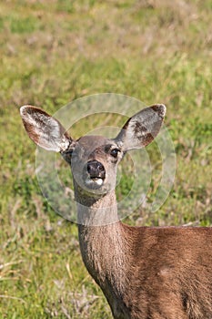 Blacktail Deer Doe Close Up