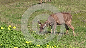 Blacktail Deer Doe grazing