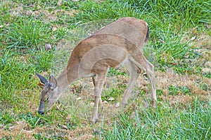Blacktail deer feeding in the Meadow