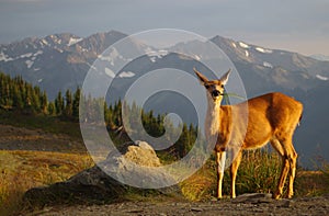 Blacktail deer grazing, sunset, meadows and mountains