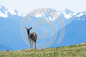 A blacktail deer in Hurricane Ridge in Olympic National Park, US