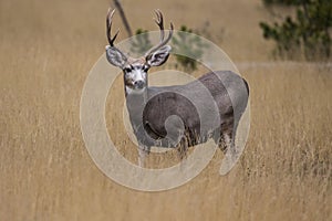 Blacktail deer