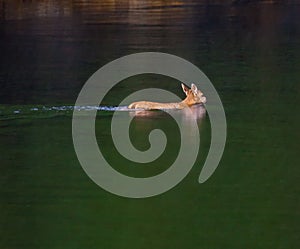 Blacktail Deer swimming