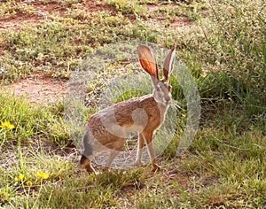 Zajac 