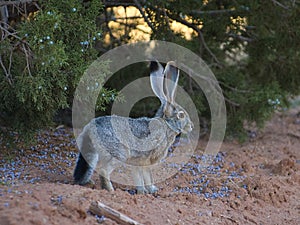 Blacktail Jackrabbit