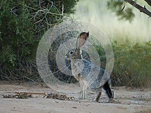 Blacktail Jackrabbit