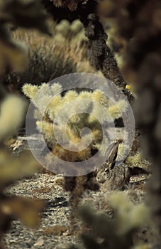 Blacktail jackrabbit hidden between bigelow cholla cactuses photo