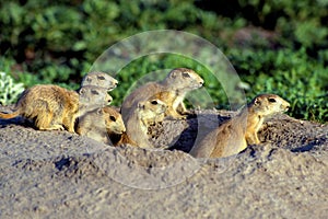 Blacktail Prairie Dog Pups  54908