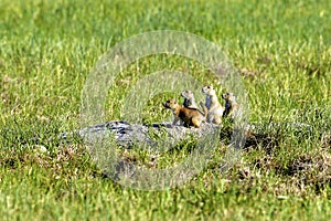 Blacktail Prairie Dog Pups  600382