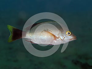 Blacktail snapper