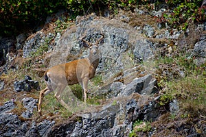 Blacktailed-deer buck with velvet covered antlers stands on rocks of steep shore on island in British Columbia