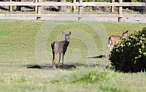 Blacktailed Deer Looking Back