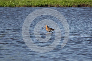 Blacktailed godwit