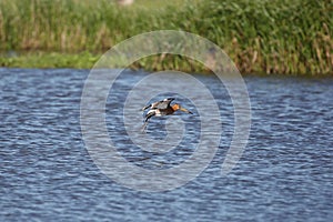 Blacktailed godwit