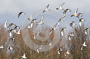 Blacktailed godwits