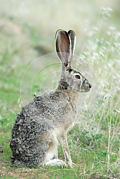 Blacktailed Jack Rabbit