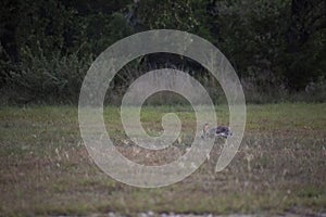 A blacktailed jackrabbit