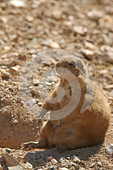 Blacktailed prairie dog