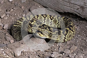 Blacktailed Rattlesnake Coiled Close Up Tongue Extended