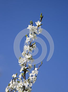 Blackthorn