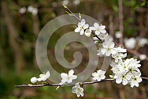 Blackthorn photo