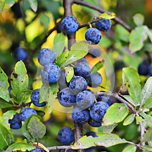 blackthorn berries