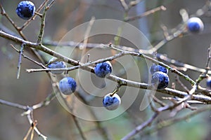 Blackthorn berries on a bush twig