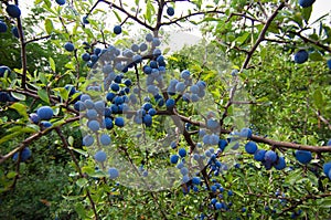 Blackthorn berries photo