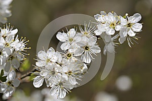 Blackthorn blossom