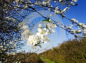 Blackthorn blossom