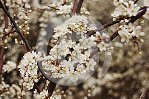 Blackthorn blossom photo