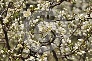Blackthorn blossom