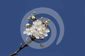 Blackthorn Blossom, Prunus spinosa, against a blue sky.