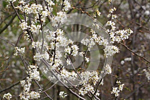 Blackthorn blossom (prunus spinosa) in April in the Southern Netherlands. The fruits of the blackthorn are called sloes.