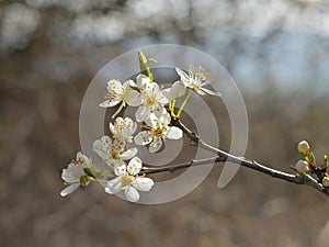 Blackthorn blossom in spring