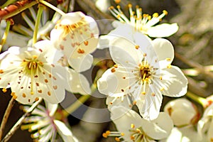Blackthorn blossom in spring