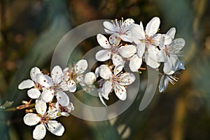 Blackthorn blossom in spring
