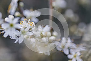 Blackthorn Blossoms Selective Focus, Spring Flower Motive