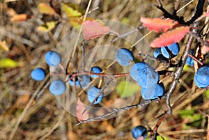 Blackthorn branche with ripe blue berries and yellow leaves, sunny day