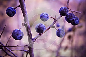 Blackthorn bush