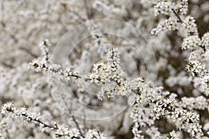 Blackthorn Bush ( Prunus spinosa ) in Springtime with blooming branches